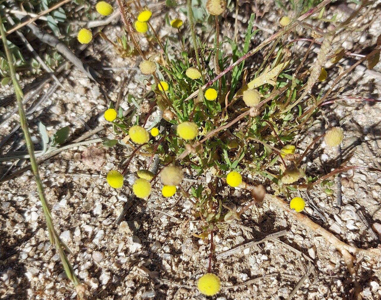 Cotula coronopifolia habit