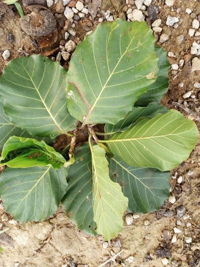 Ficus trichopoda — houseplant care guide