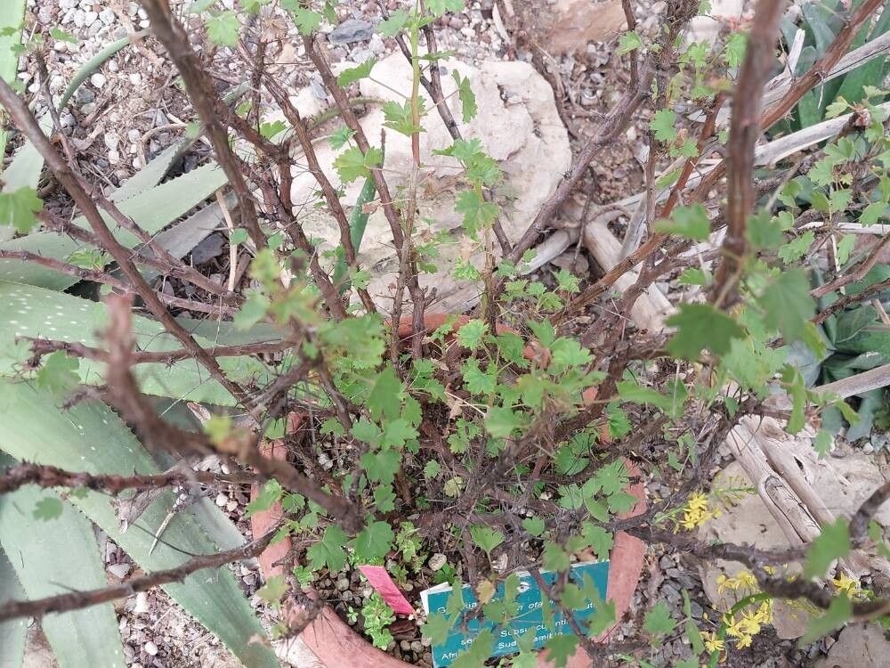 Pelargonium otaviense other