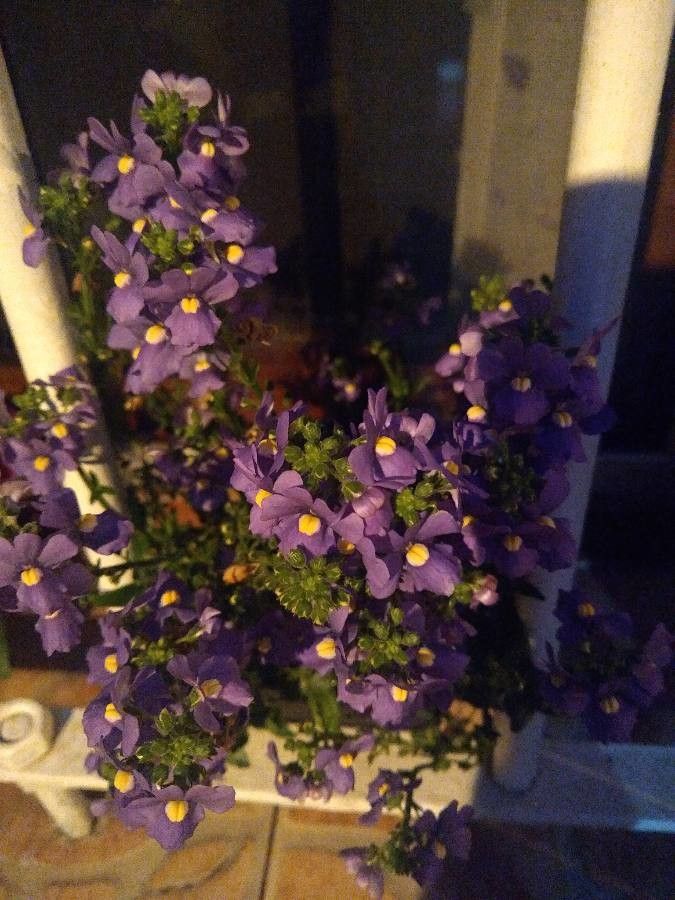 Nemesia caerulea — related species from the same genus