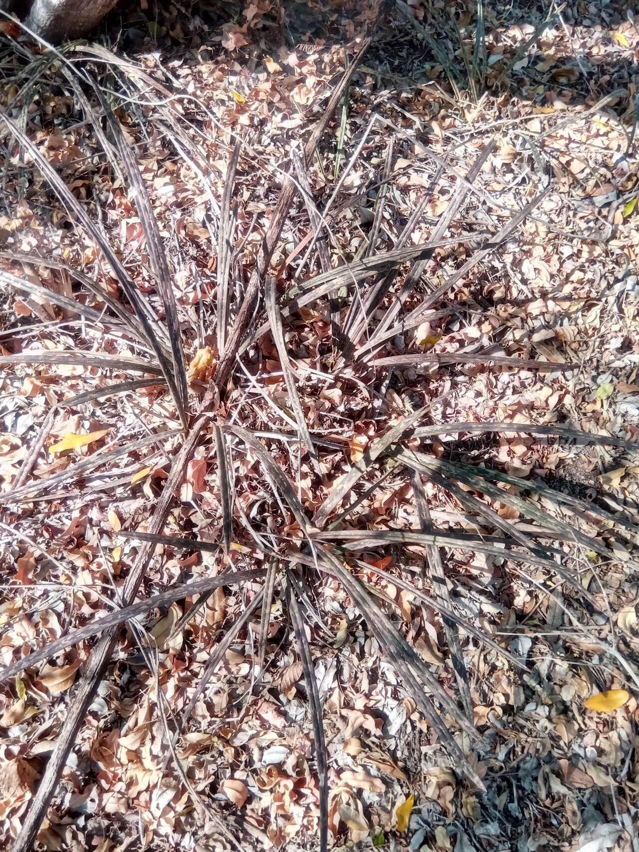 Eulophia decaryana habit
