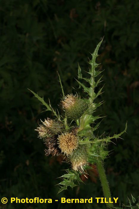 Cirsium x variegatum fruit