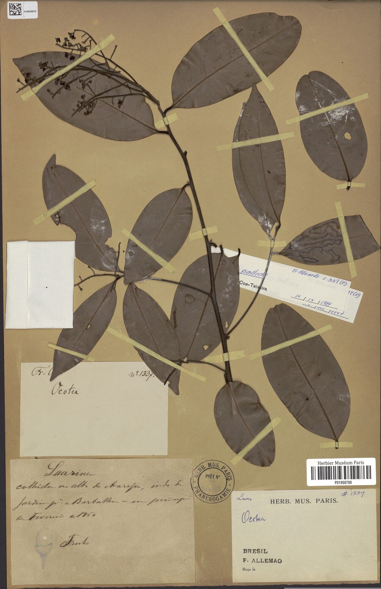 Ocotea nitida — houseplant care guide