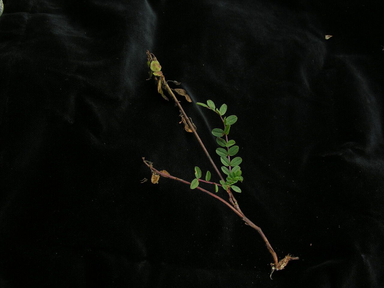 Hedysarum sikkimense — houseplant care guide