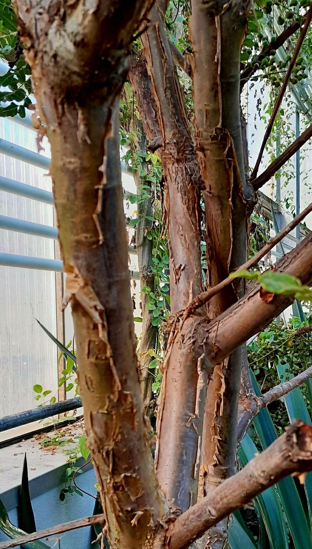 Boswellia sacra bark