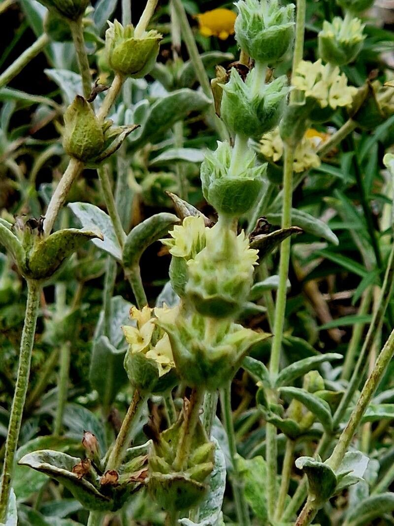 Sideritis perfoliata — houseplant care guide