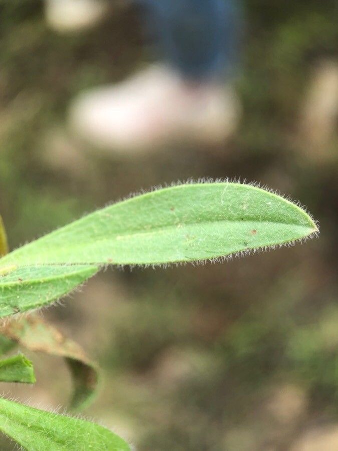 Scorpiurus vermiculatus leaf