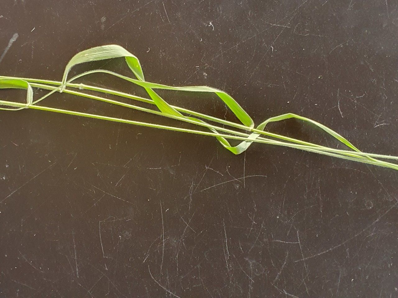 Enneapogon cenchroides leaf