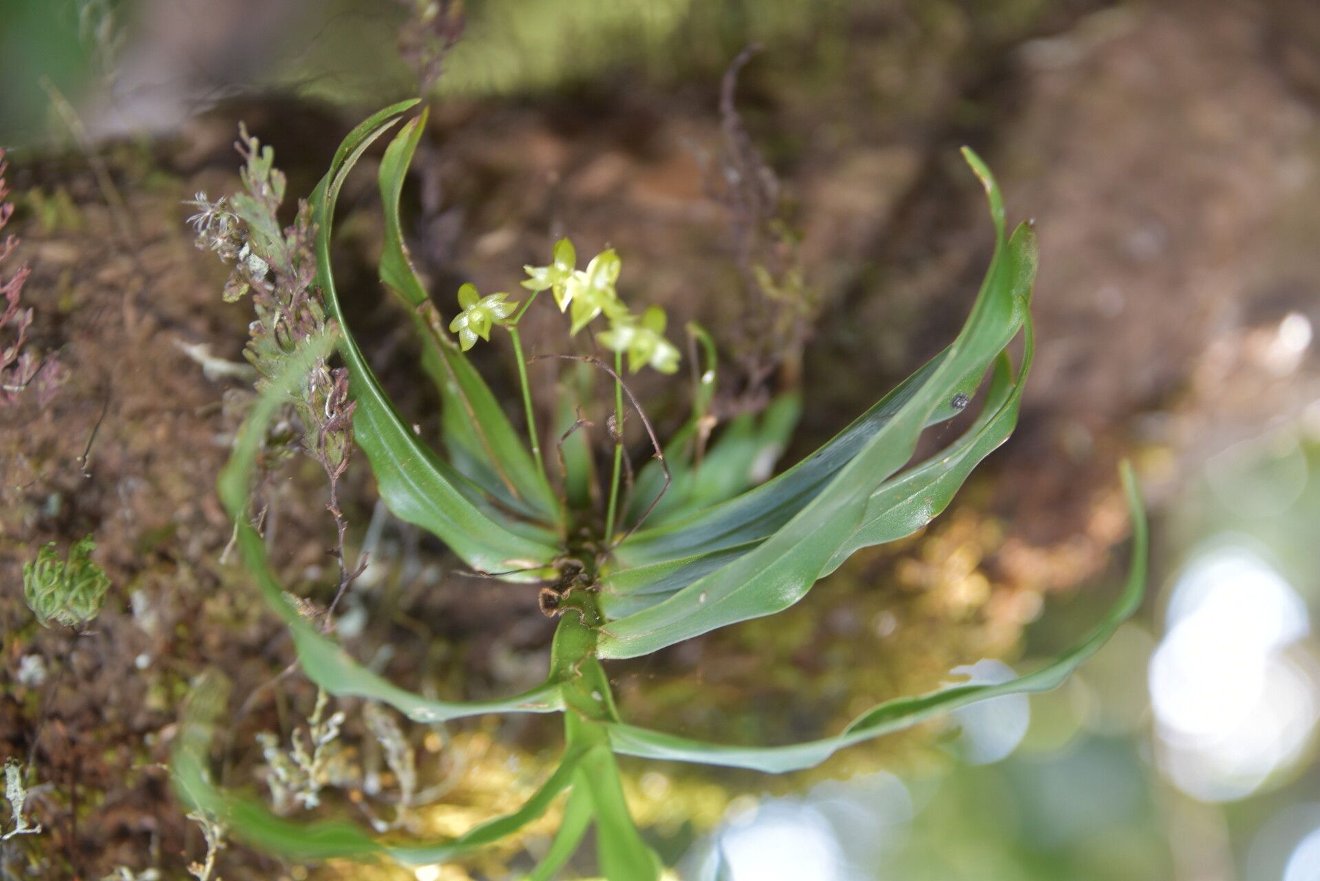 Angraecum dupontii habit