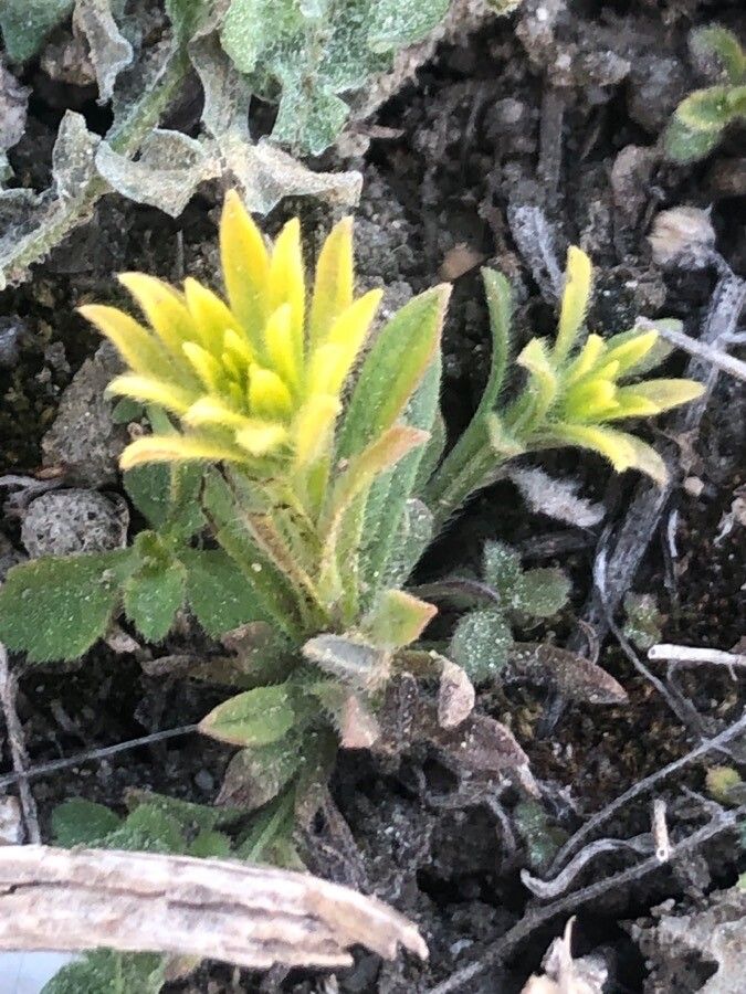 Neatostema apulum leaf
