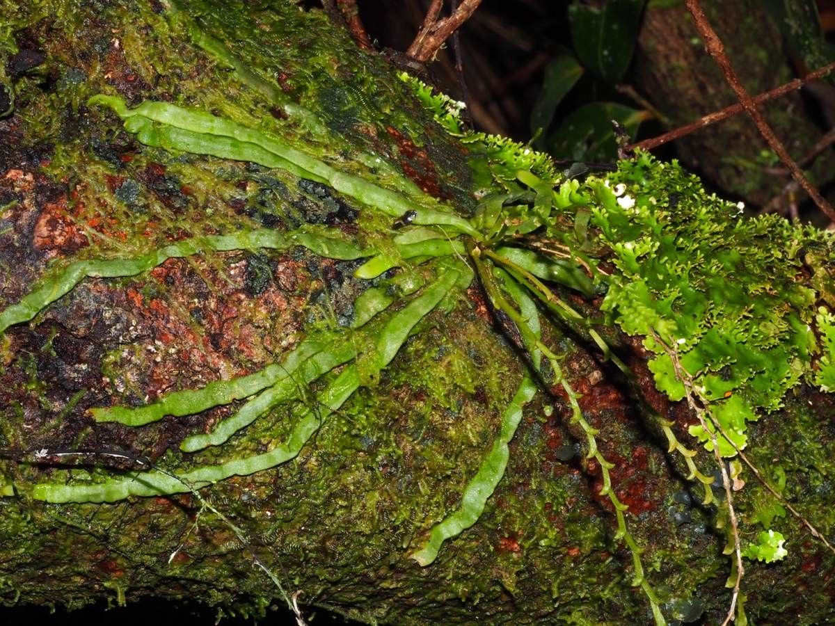 Taeniophyllum graptolitum habit