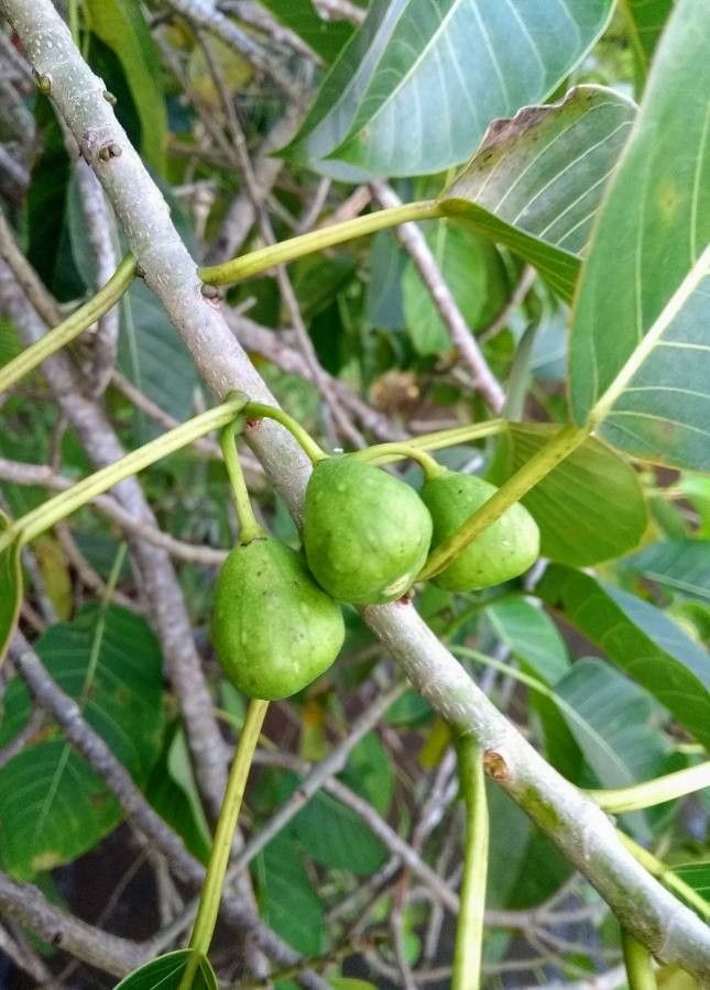 Ficus adhatodifolia fruit