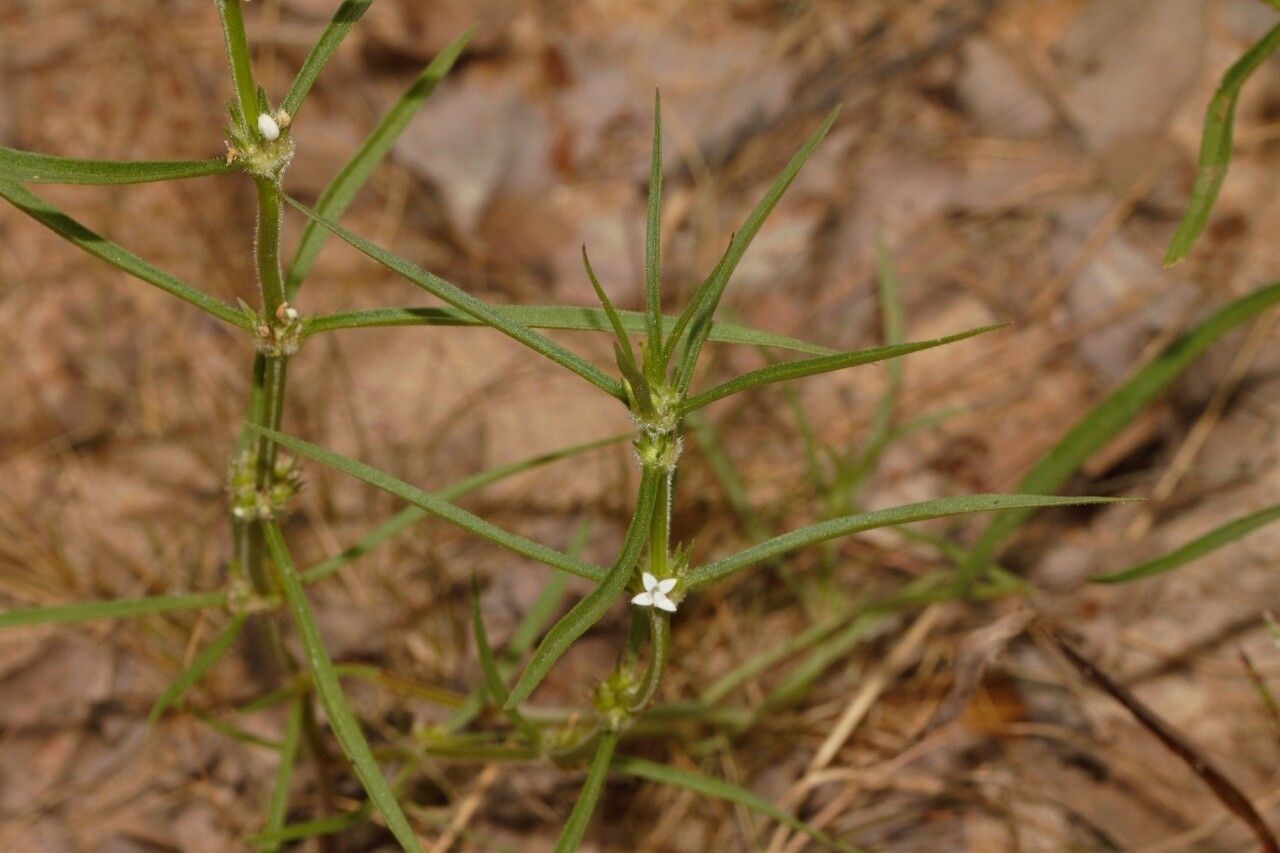 Spermacoce subvulgata habit