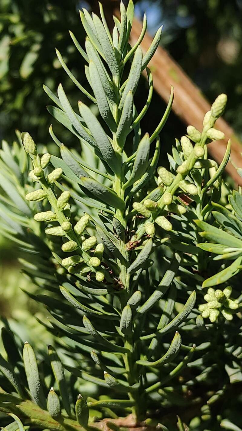 Prumnopitys andina flower