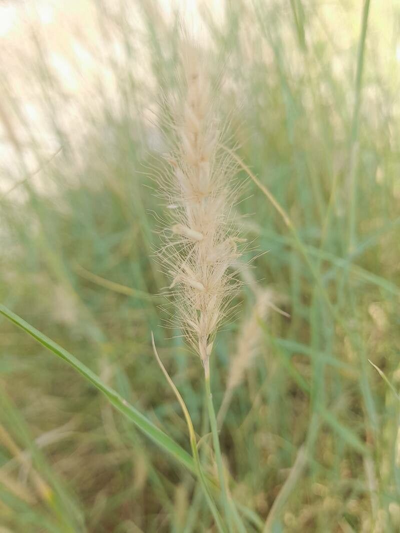 Pennisetum divisum fruit
