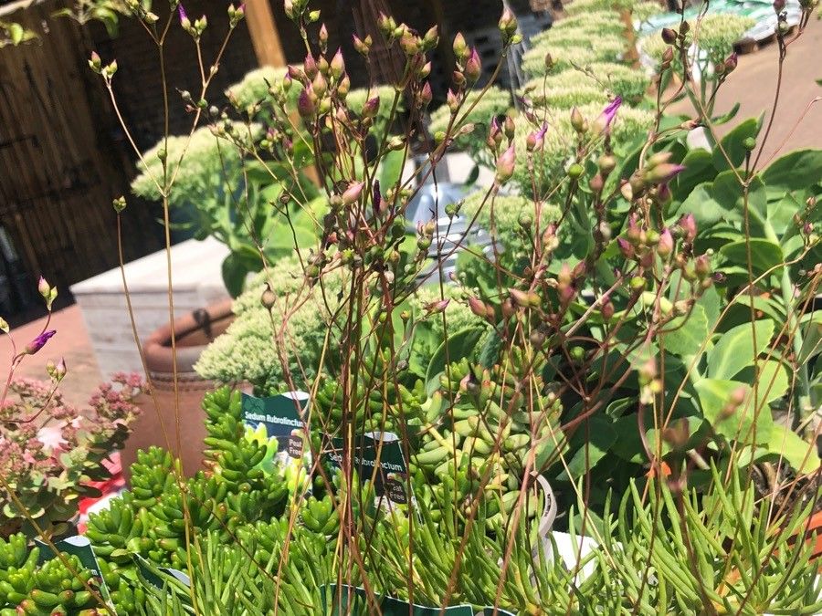 Talinum calycinum fruit