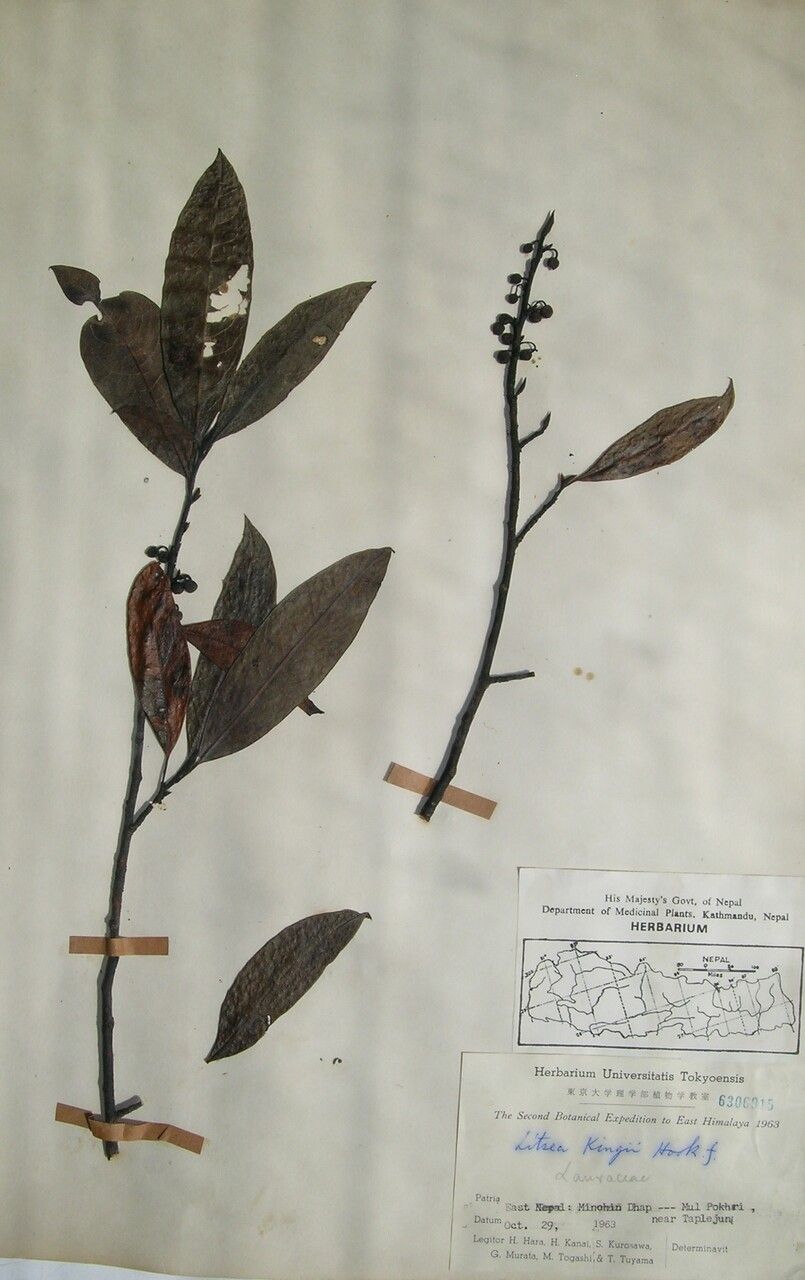 Litsea kingii — search result for 'Litsea'