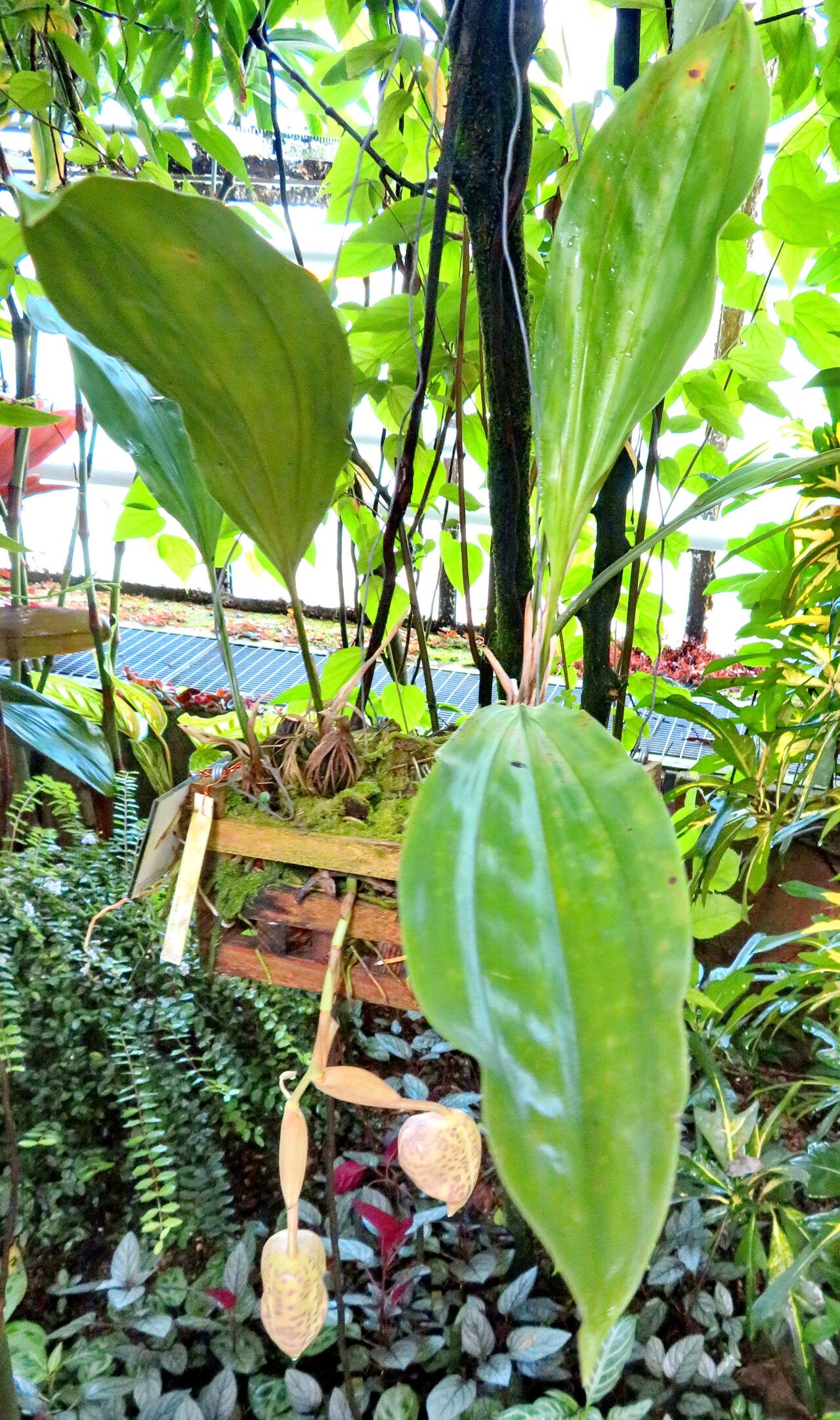 Stanhopea costaricensis leaf