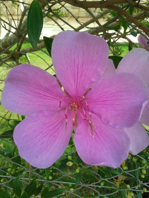 Tibouchina granulosa flower