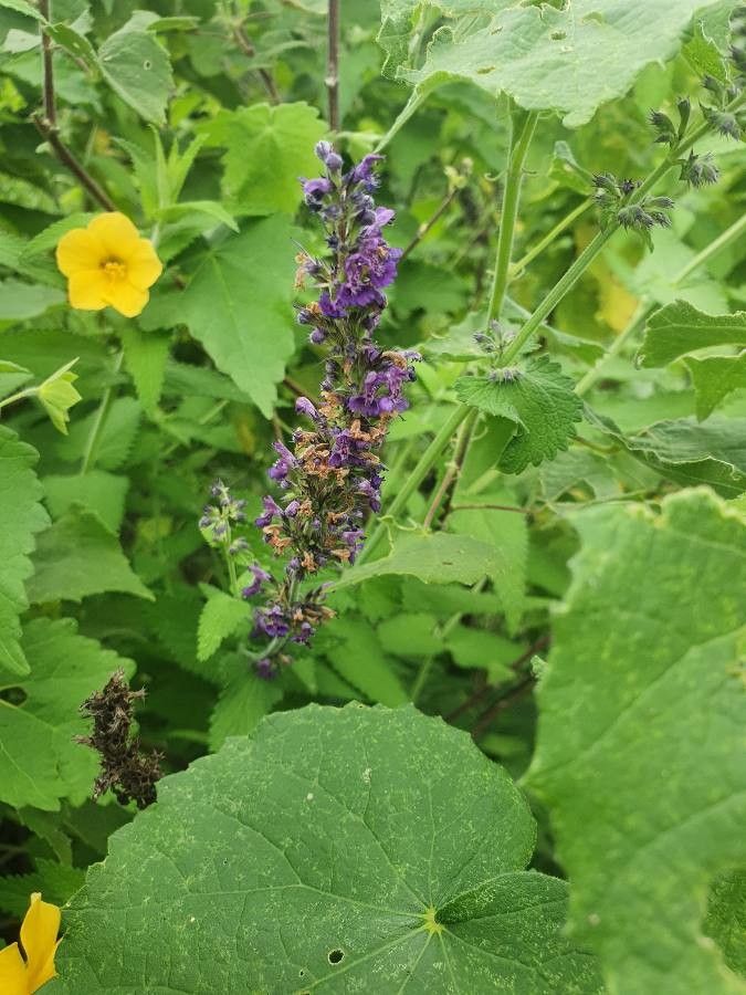 Nepeta azurea flower