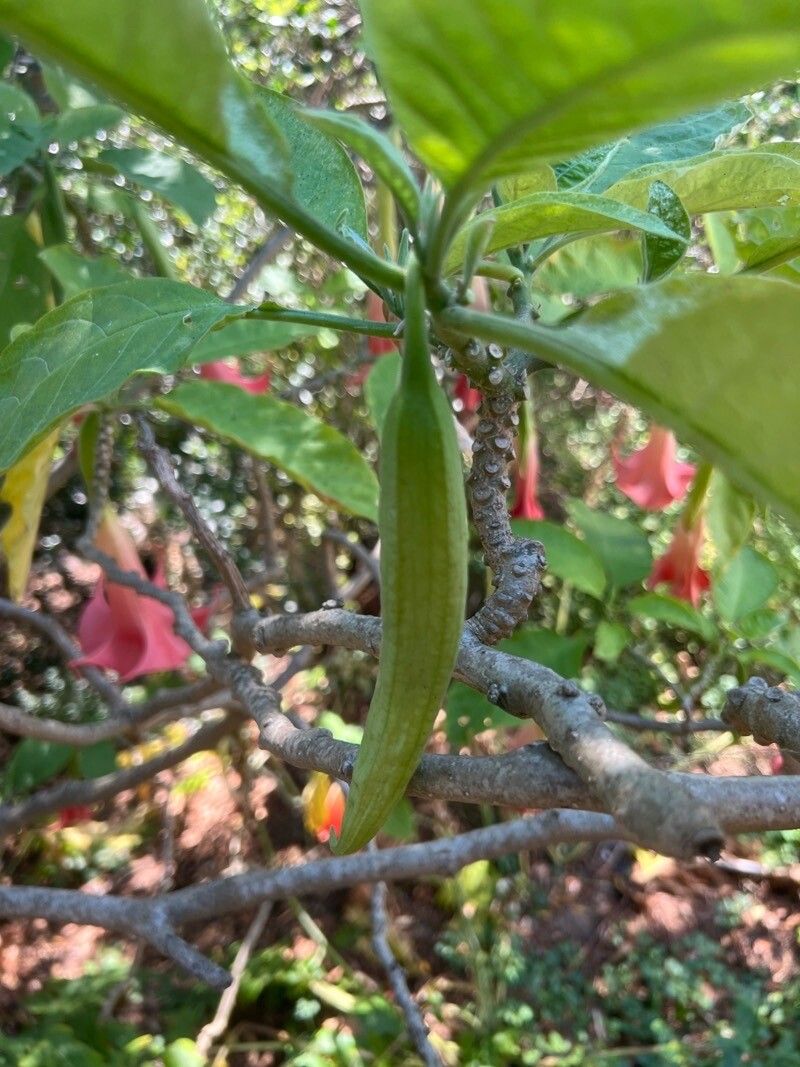 Brugmansia versicolor fruit