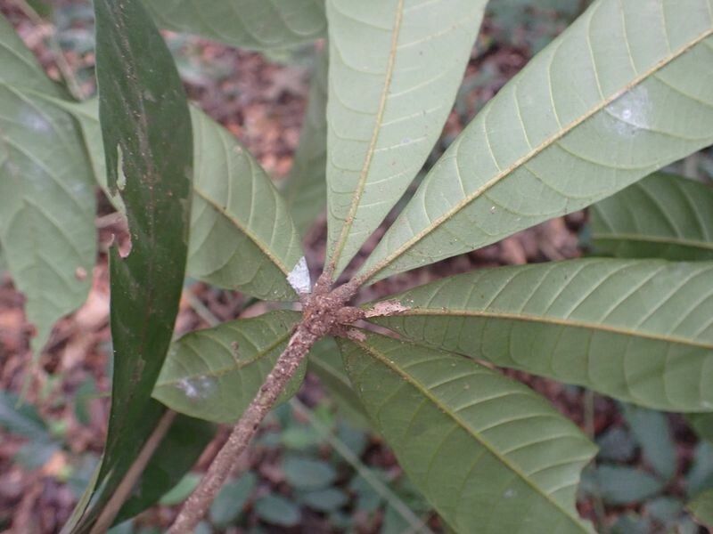 Cola rostrata — houseplant care guide