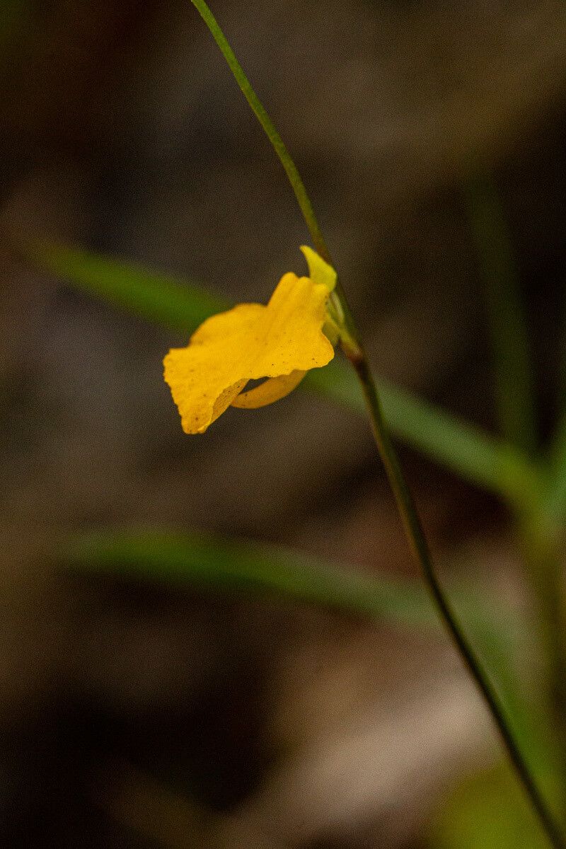 Utricularia troupinii — search result for 'Utricularia'