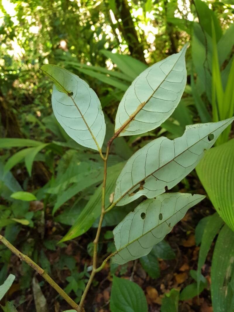 Otoba vespertilio — related species from the same genus