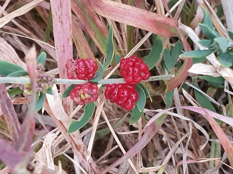 Pollichia campestris fruit