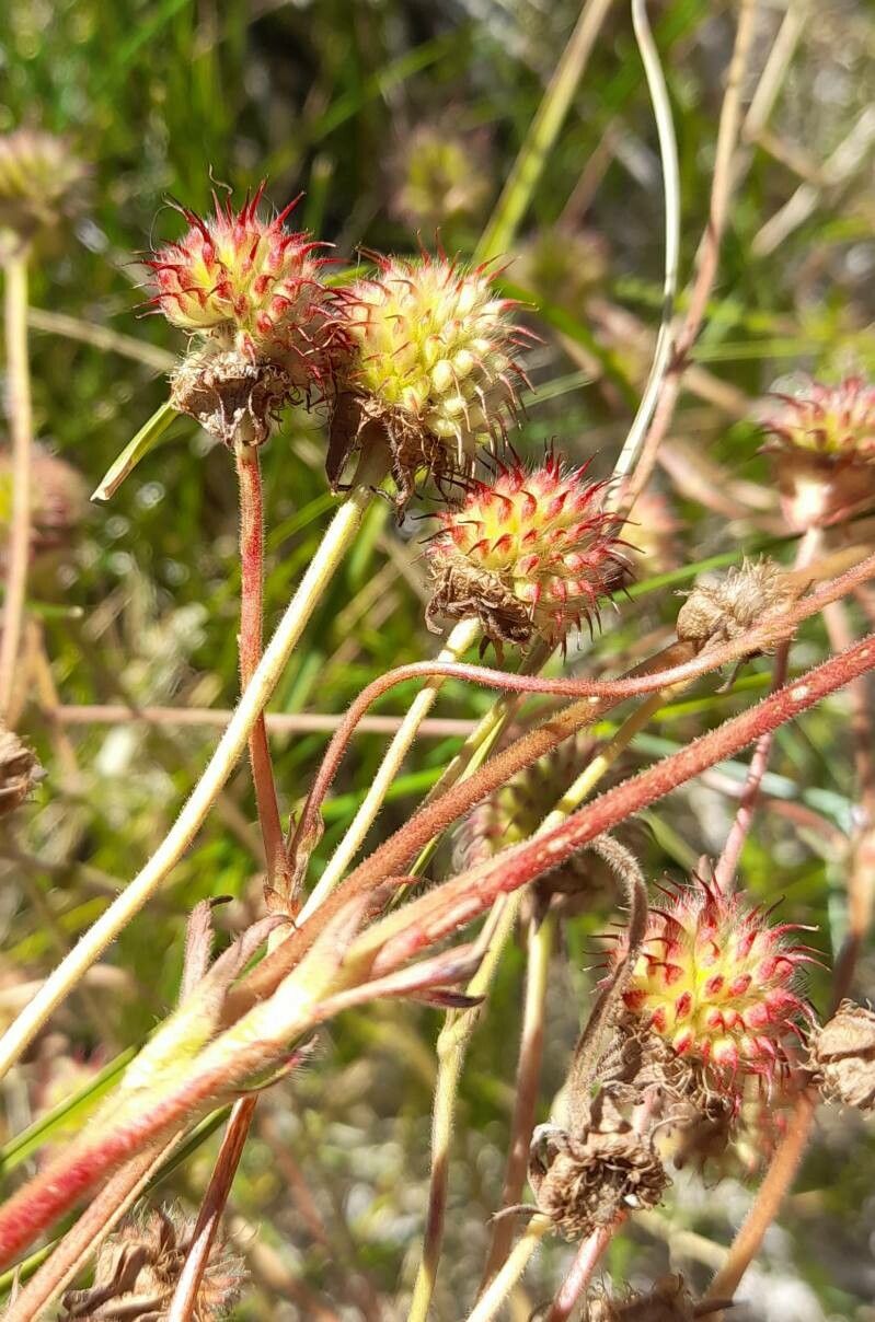 Geum magellanicum fruit