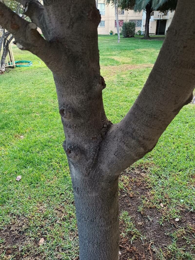 Beilschmiedia miersii bark