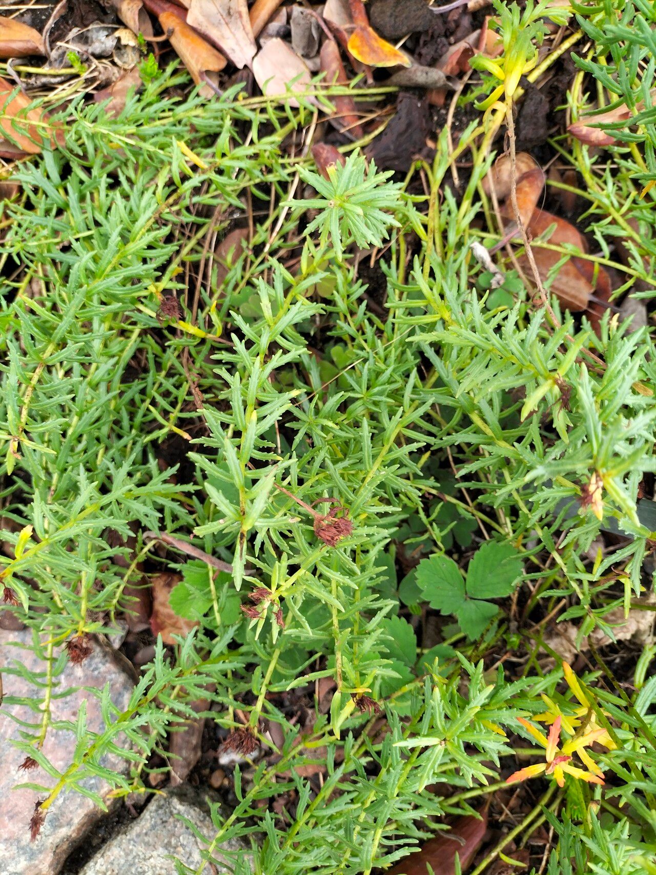 Rhodiola wallichiana habit