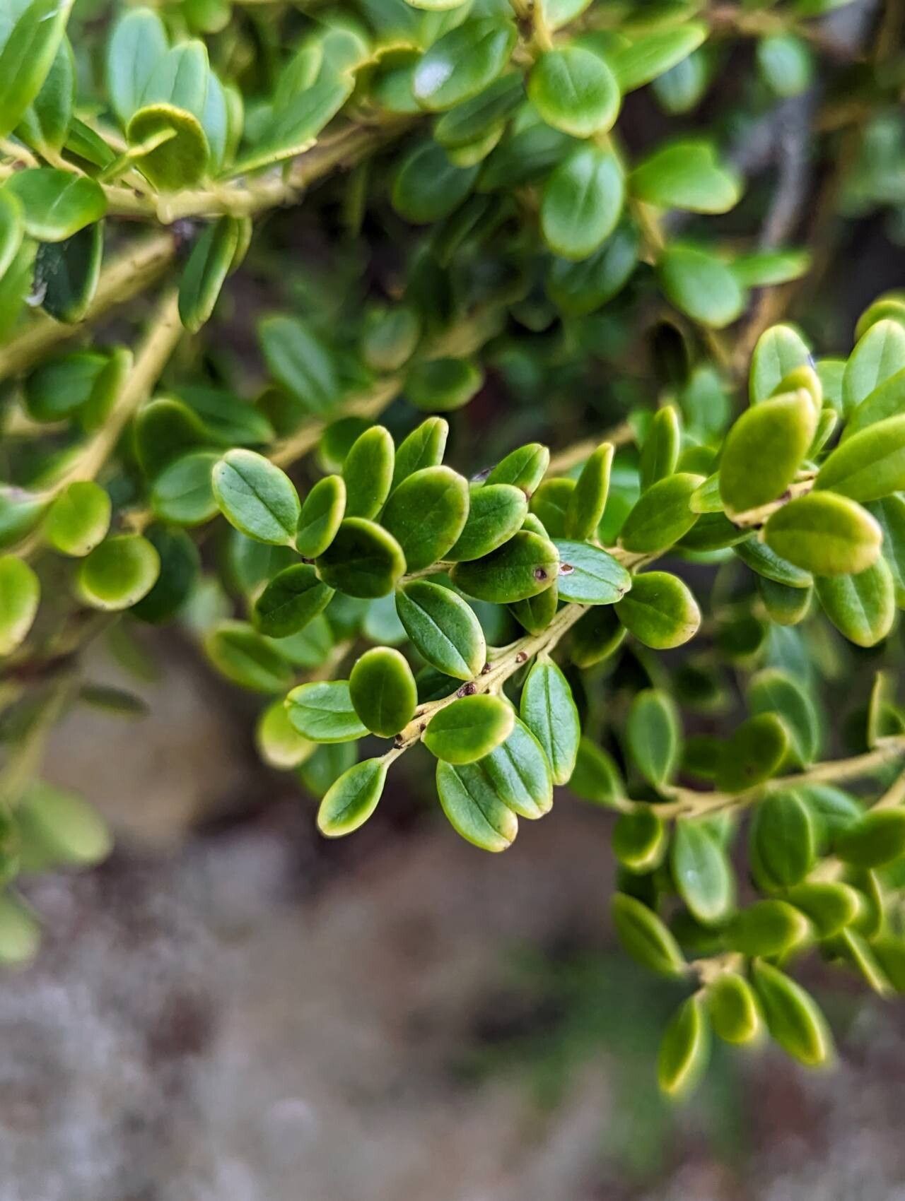 Vaccinium coriaceum leaf