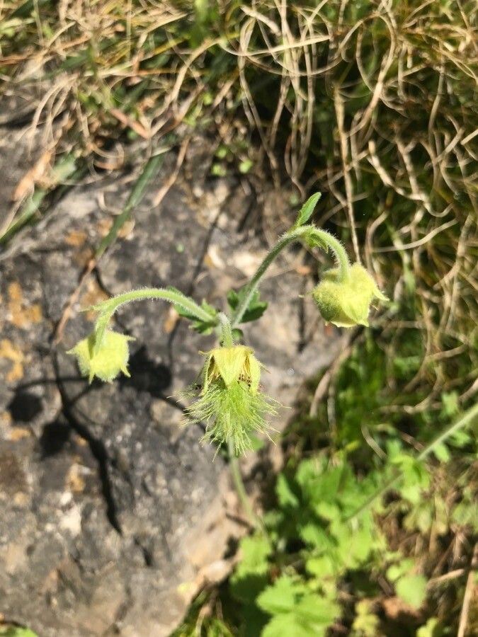 Geum bulgaricum flower