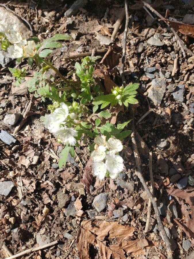 Phacelia fimbriata flower