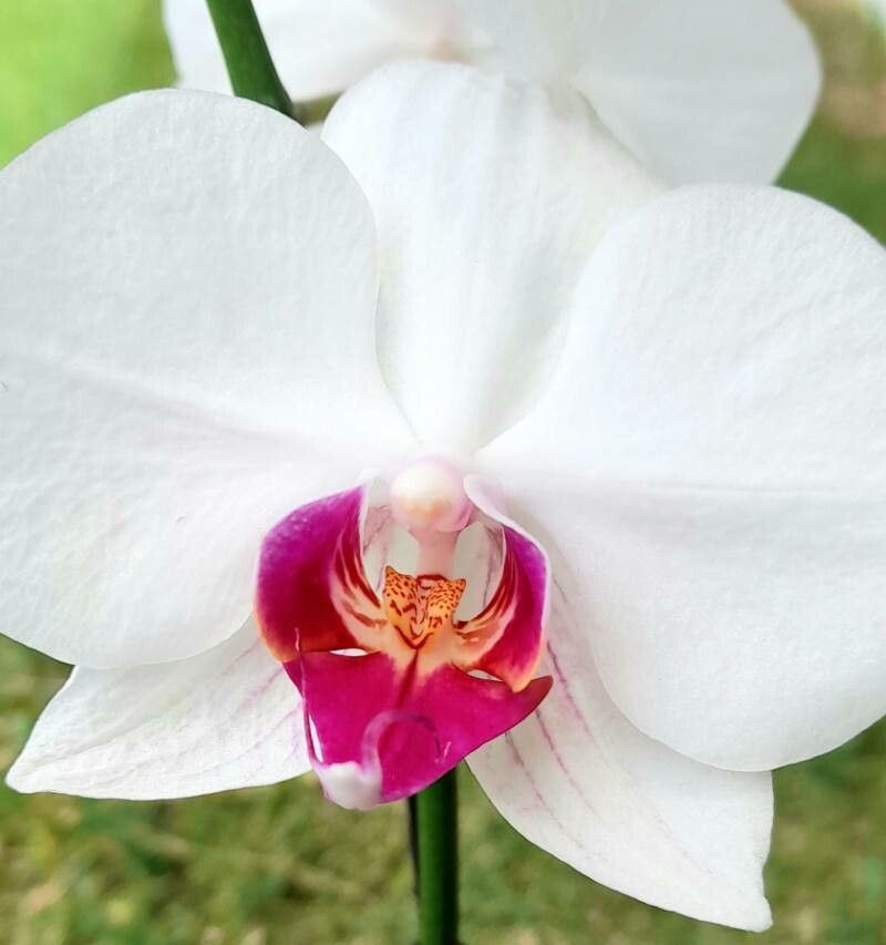 Phalaenopsis × intermedia — search result for 'Philippines'