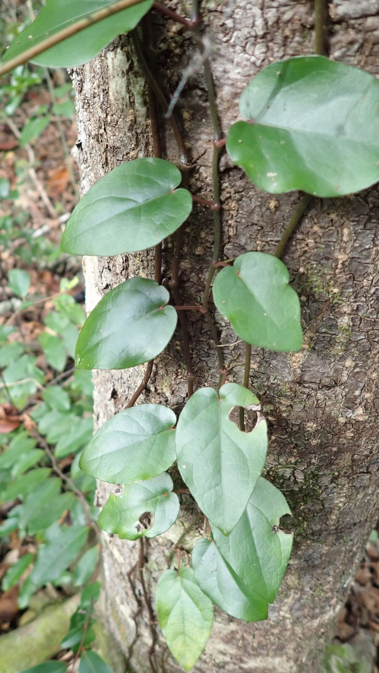 Piper staminodiferum — houseplant care guide