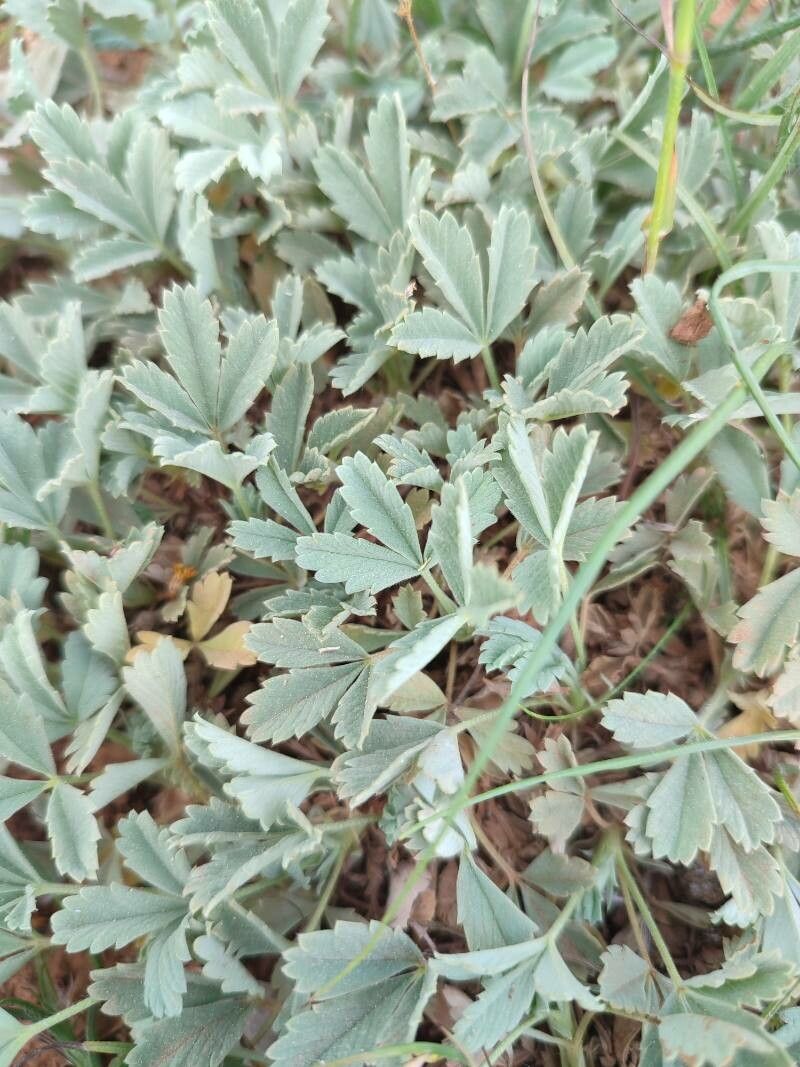 Potentilla cinerea leaf