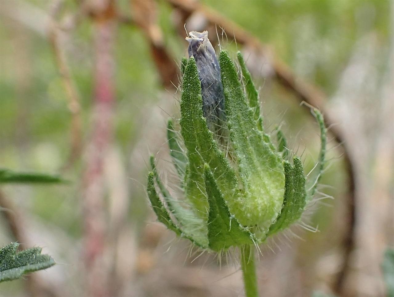 Malva setigera fruit