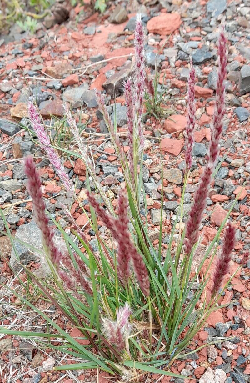 Pappophorum caespitosum habit