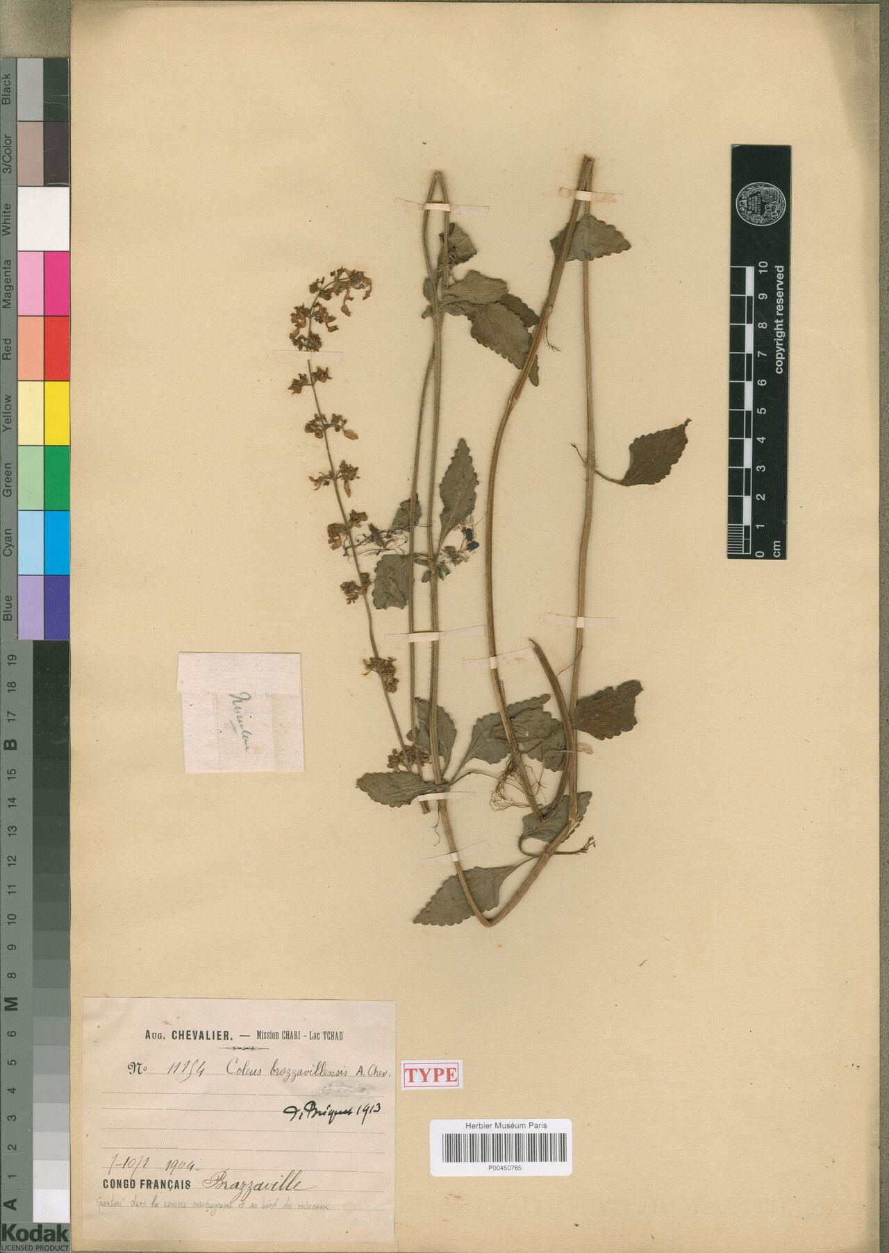 Coleus brazzavillensis — houseplant care guide