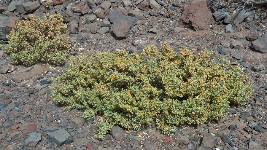 Zygophyllum fontanesii — search result for 'northwest Africa'