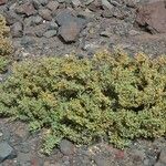 Zygophyllum fontanesii