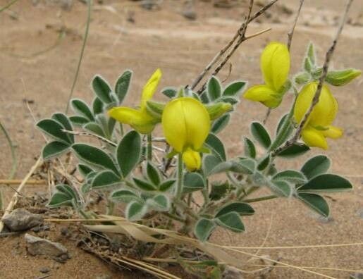 Leobordea maroccana — related species from the same genus