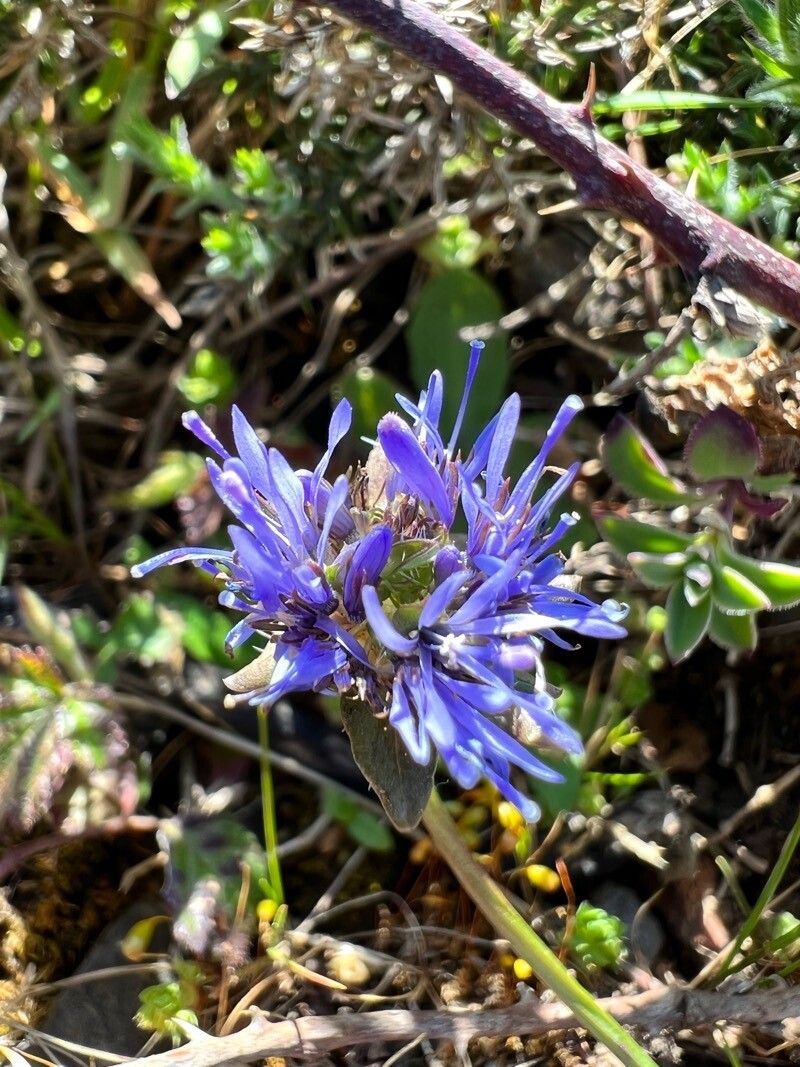 Jasione crispa flower