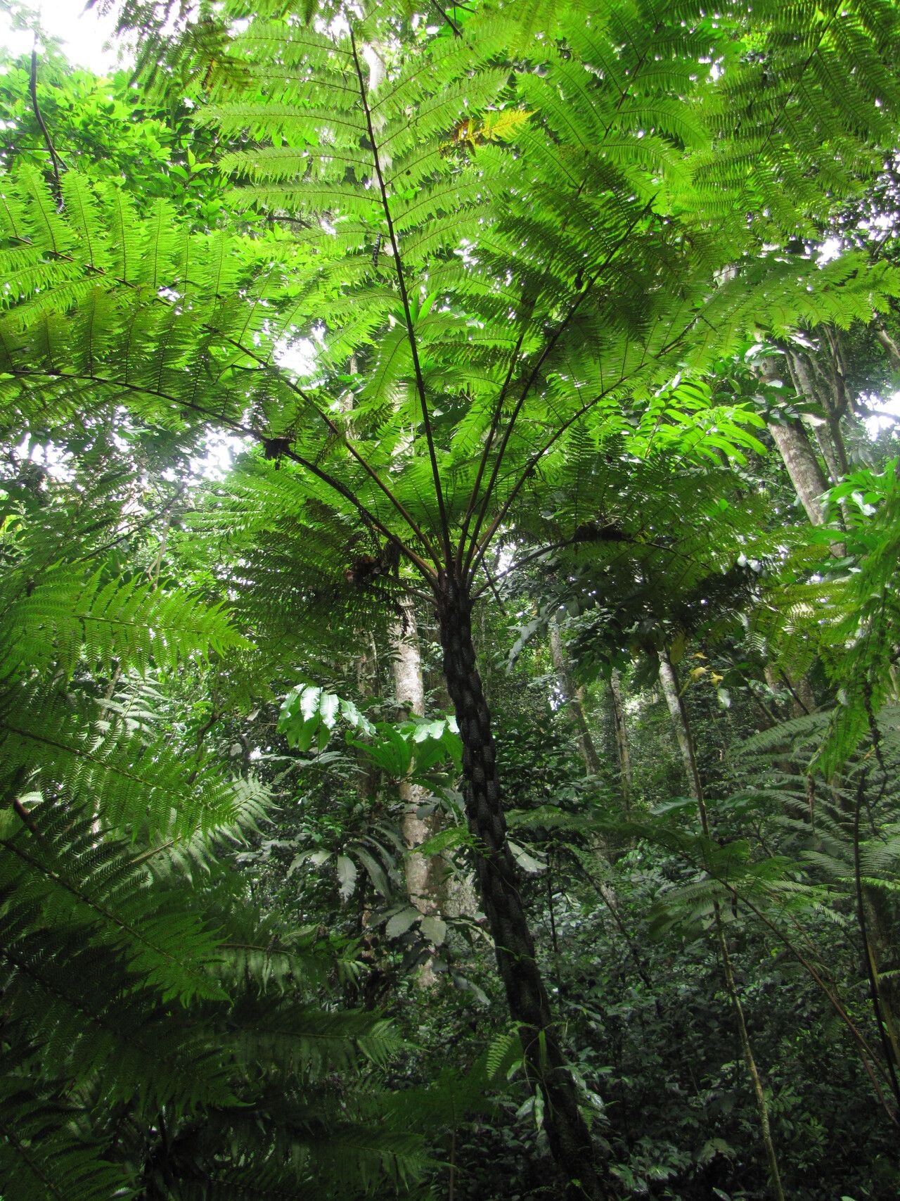 Alsophila manniana habit