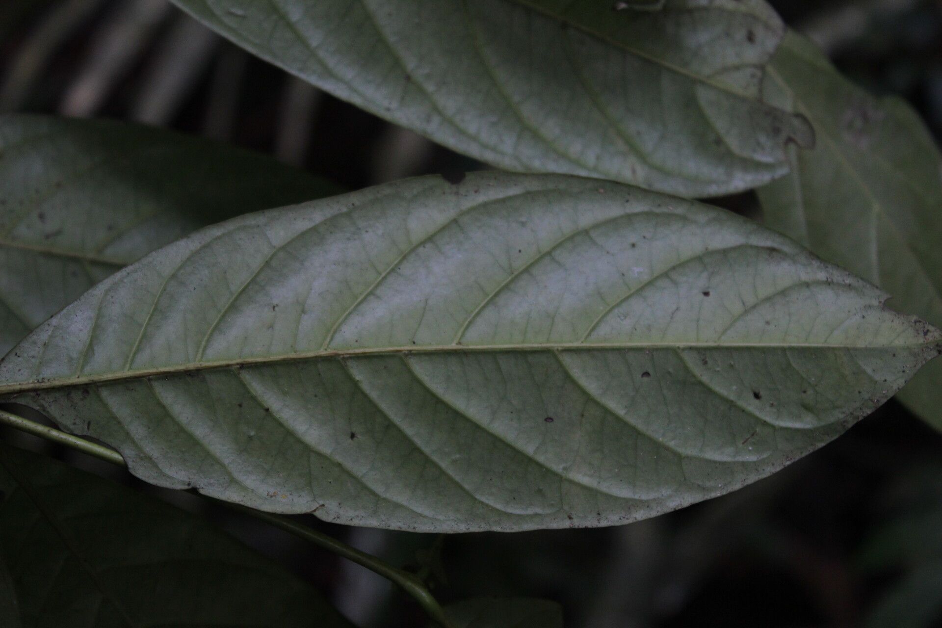 Rothmannia lujae — search result for 'Rothmannia'