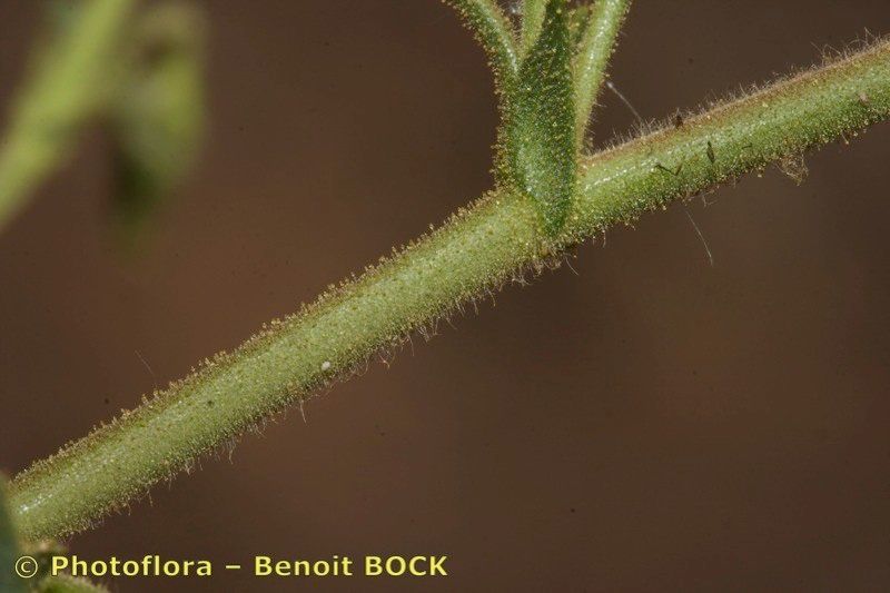 Ononis polyphylla bark