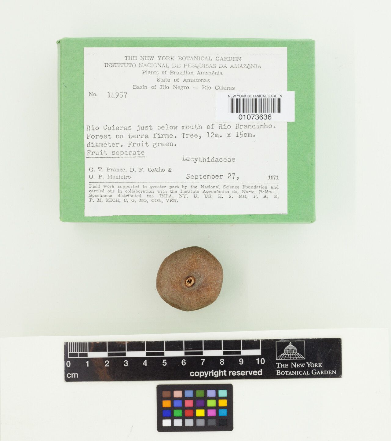 Eschweilera atropetiolata fruit