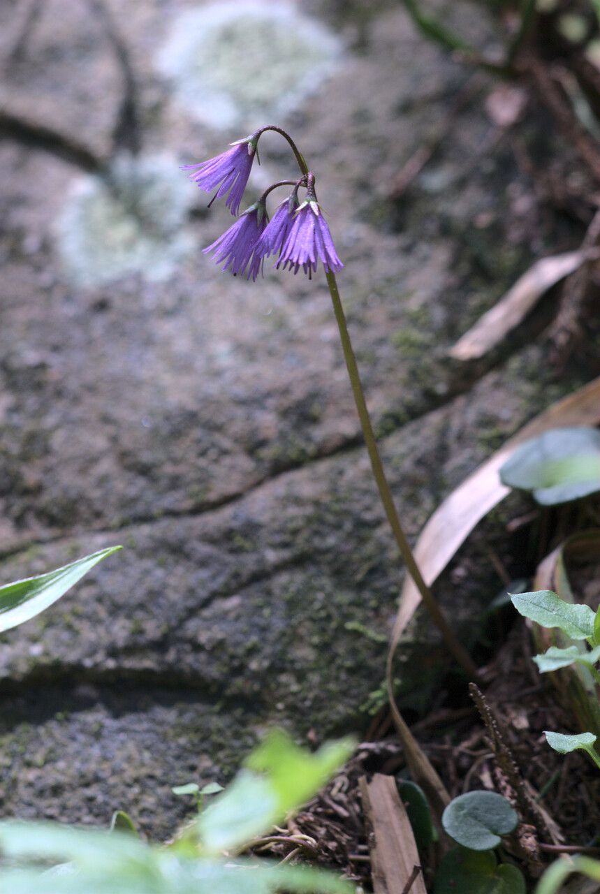 Soldanella carpatica flower